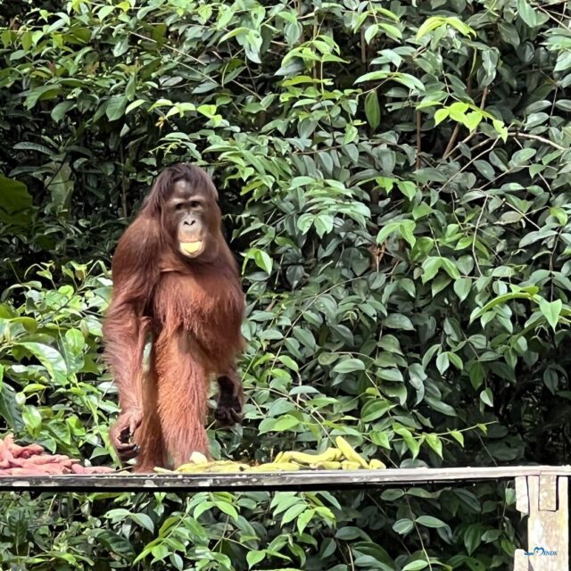 国立公園内のオランウータン