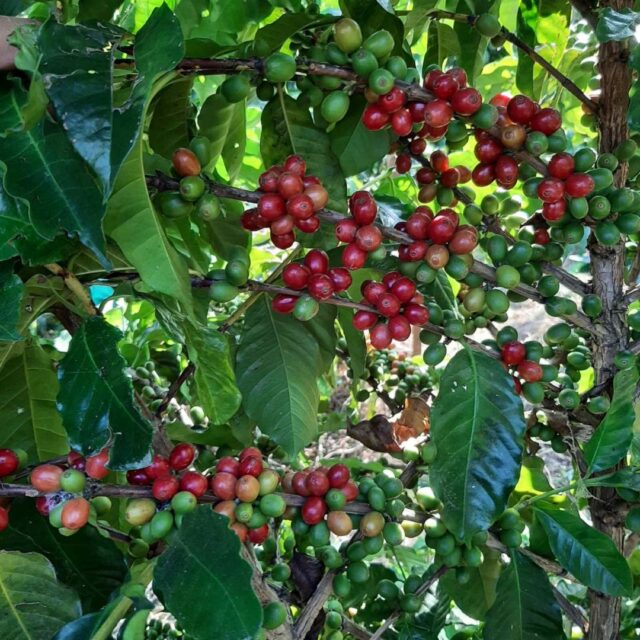 真っ赤な宝石のように輝く完熟のコーヒーの果実。