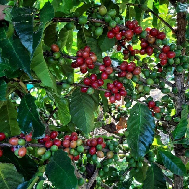 「赤い宝石」とも呼ばれるコーヒーチェリー（ネパールの事業地にて）